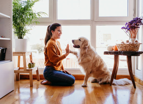 WorkQuote App for House Sitters in the House Sitting Service Industry
