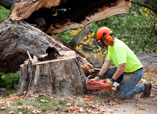 WorkQuote App for Arborists in the Tree Care Industry